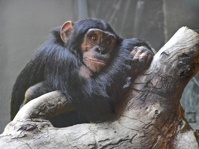 zoo-essay-chimpanzee
